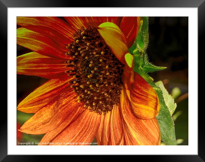 Red Sunflower 6 Framed Mounted Print by Judy Hall-Folde