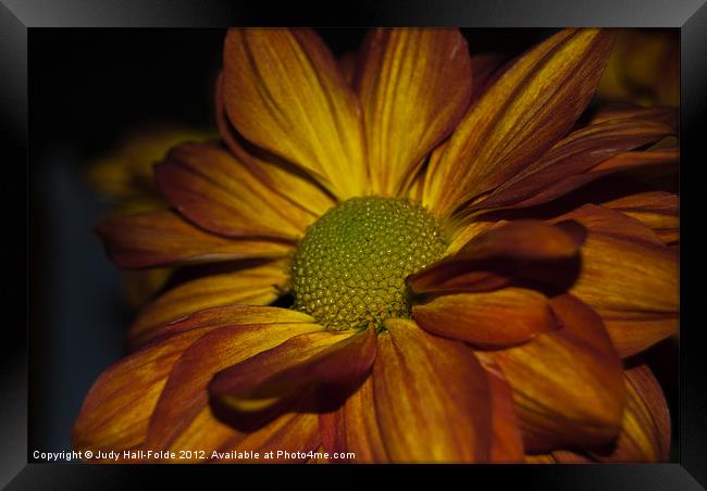 Autumn Mum Framed Print by Judy Hall-Folde