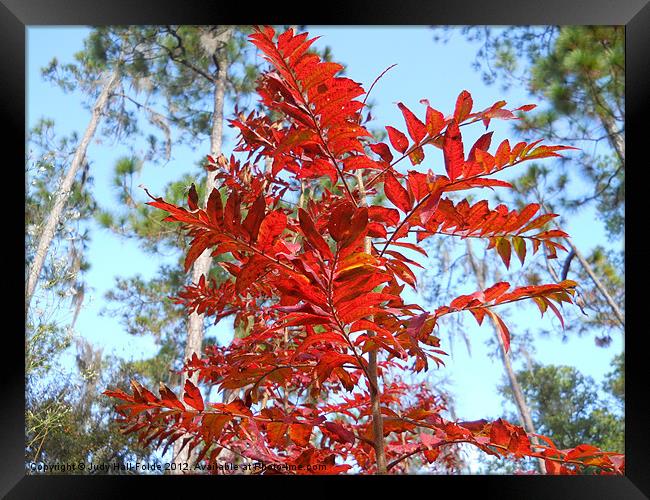 Red Framed Print by Judy Hall-Folde