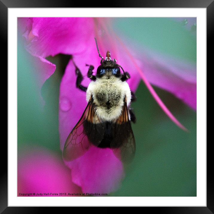 Bumble Bee Framed Mounted Print by Judy Hall-Folde
