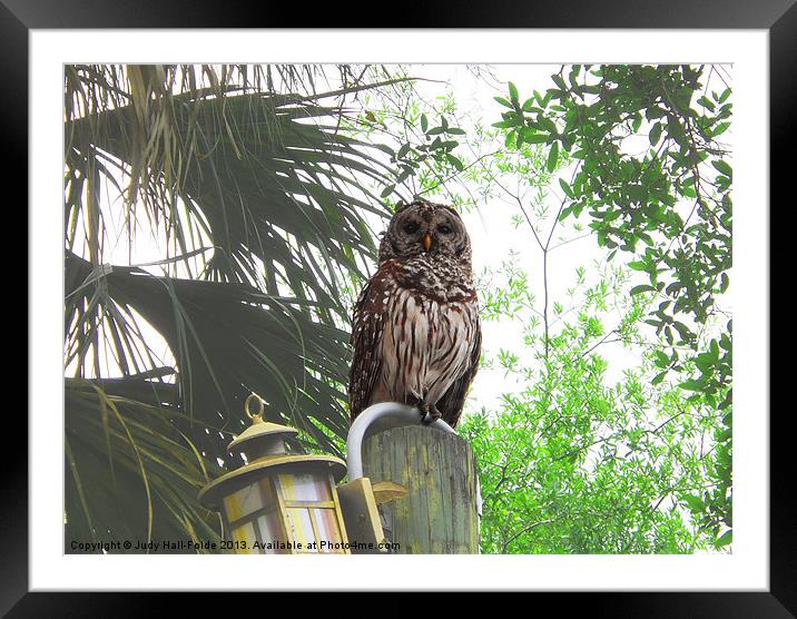 Barred Owl Framed Mounted Print by Judy Hall-Folde