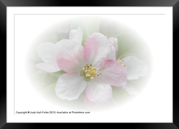 Apple Blossom Framed Mounted Print by Judy Hall-Folde