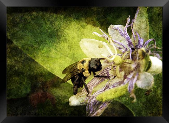 Pollen Hunter Framed Print by Judy Hall-Folde