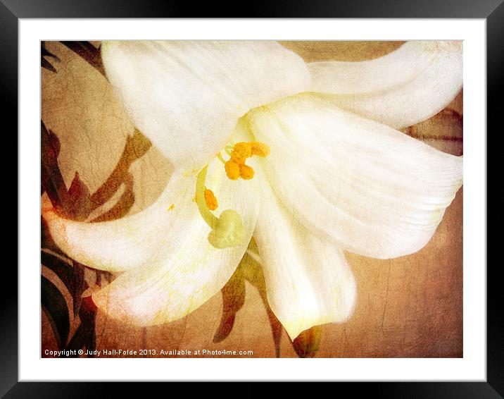 Lily Framed Mounted Print by Judy Hall-Folde