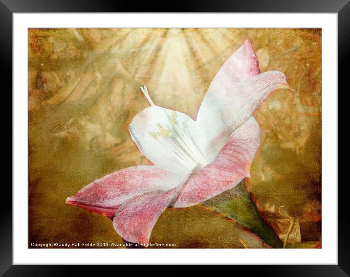 Lily in Lenabem Lightwaves Framed Mounted Print by Judy Hall-Folde