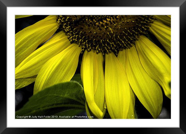 Slice of a Sunflower Framed Mounted Print by Judy Hall-Folde