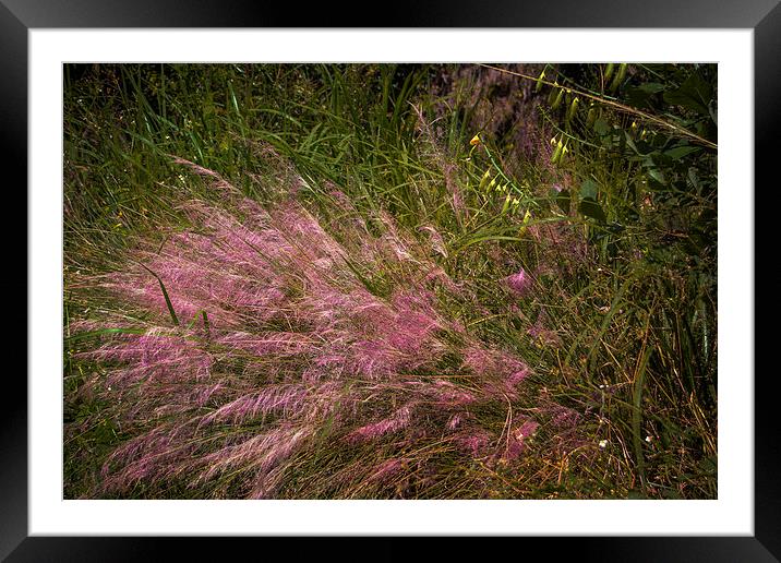 Natures Ornaments Framed Mounted Print by Judy Hall-Folde