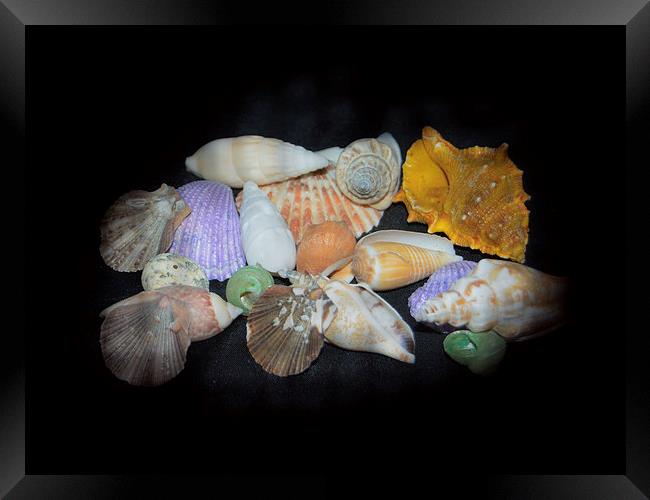 Colorful Shells Framed Print by Judy Hall-Folde