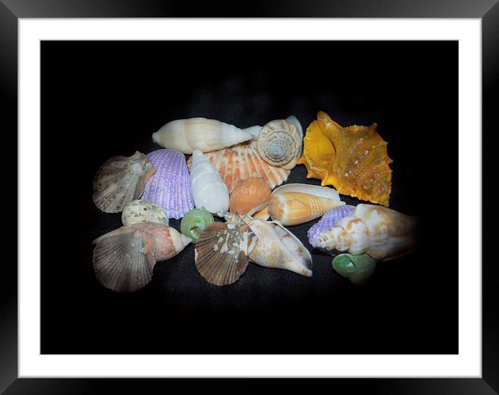 Colorful Shells Framed Mounted Print by Judy Hall-Folde