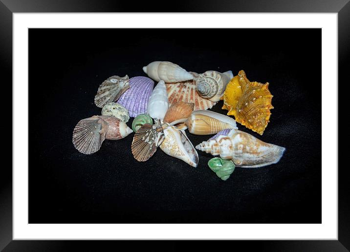 Sea Shells Framed Mounted Print by Judy Hall-Folde