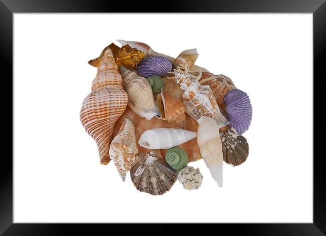 Happy Shells Framed Print by Judy Hall-Folde