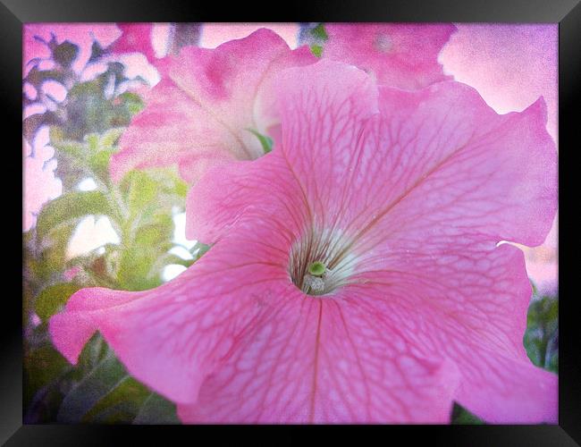 Pretty Petunia Framed Print by Judy Hall-Folde