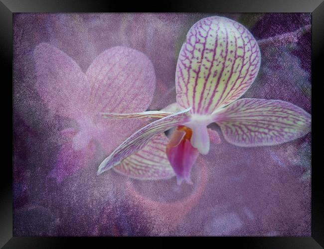 Orchid Framed Print by Judy Hall-Folde
