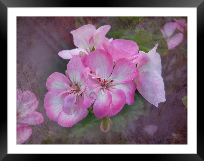 Pretty Blossoms Framed Mounted Print by Judy Hall-Folde