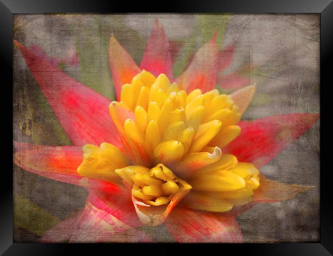 Red and Yellow Framed Print by Judy Hall-Folde