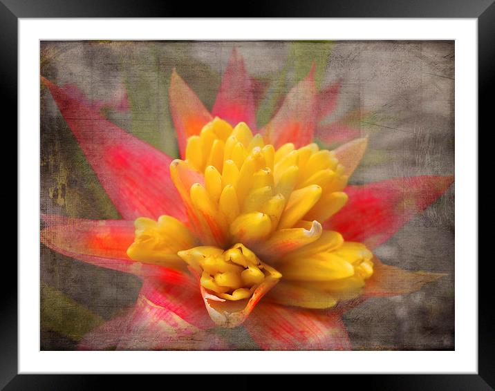 Red and Yellow Framed Mounted Print by Judy Hall-Folde