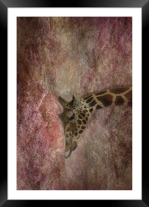 Giraffe Framed Mounted Print by Judy Hall-Folde
