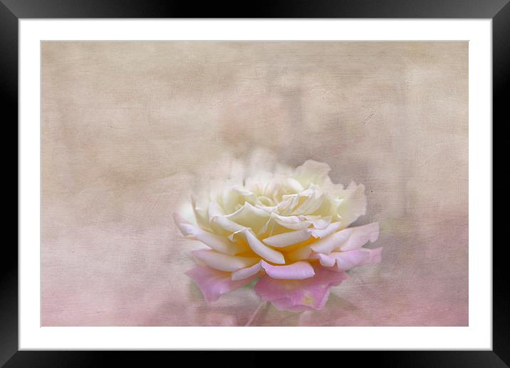 Rose in Full Bloom Framed Mounted Print by Judy Hall-Folde