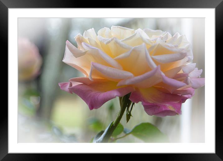 Rose Bathed in Light Framed Mounted Print by Judy Hall-Folde