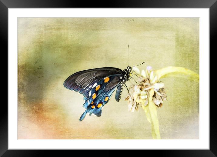 Swallowtail Framed Mounted Print by Judy Hall-Folde