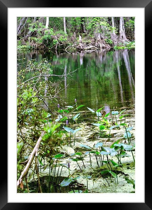 Silver River 1 Framed Mounted Print by Judy Hall-Folde