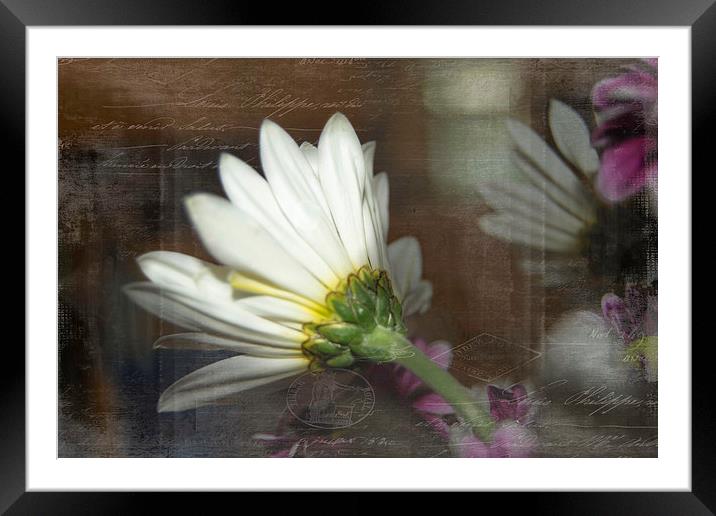 The Other Side of Daisy Framed Mounted Print by Judy Hall-Folde