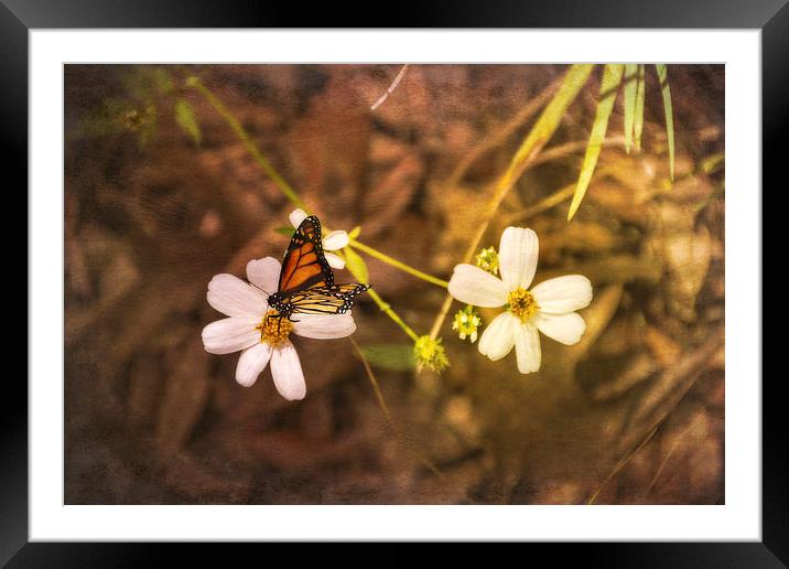 Nature Framed Mounted Print by Judy Hall-Folde