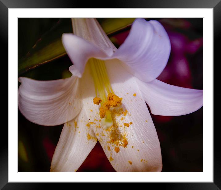 Vibrant Lily Framed Mounted Print by Judy Hall-Folde