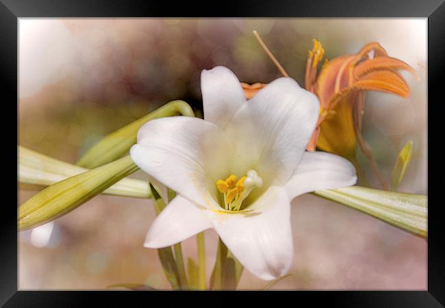 Two Lilies Framed Print by Judy Hall-Folde