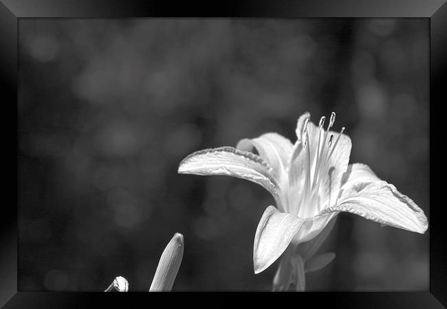Tiger Lily Black and White Framed Print by Judy Hall-Folde