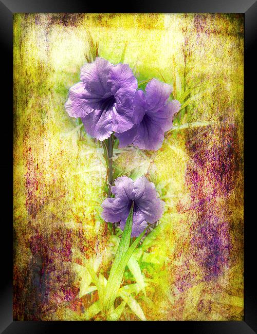 Flowering Mexican Petunias 2 Framed Print by Judy Hall-Folde