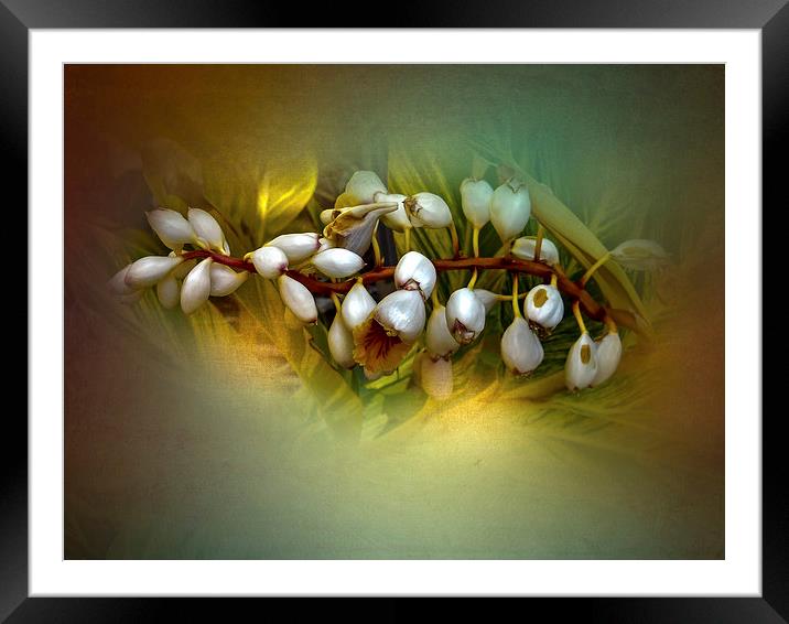 Nature Glows Framed Mounted Print by Judy Hall-Folde