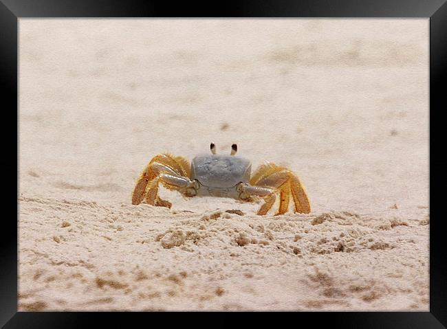 Portrait of a Ghost Crab Framed Print by Judy Hall-Folde