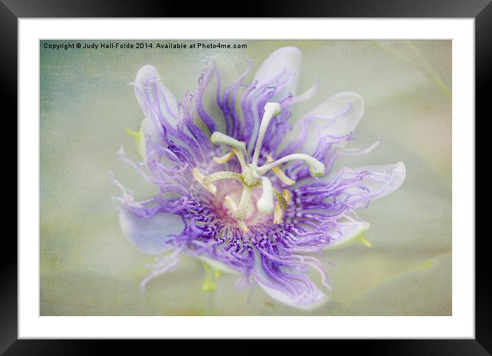  Passion Flower Framed Mounted Print by Judy Hall-Folde
