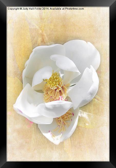  Sweet Southern Magnolia Framed Print by Judy Hall-Folde