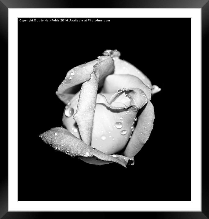  Rosebud in Black and White Framed Mounted Print by Judy Hall-Folde
