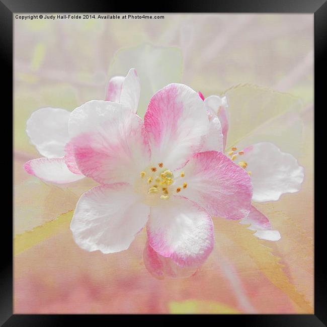  Apple Blossom Framed Print by Judy Hall-Folde