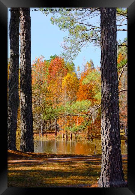  Florida Autumn Framed Print by Judy Hall-Folde
