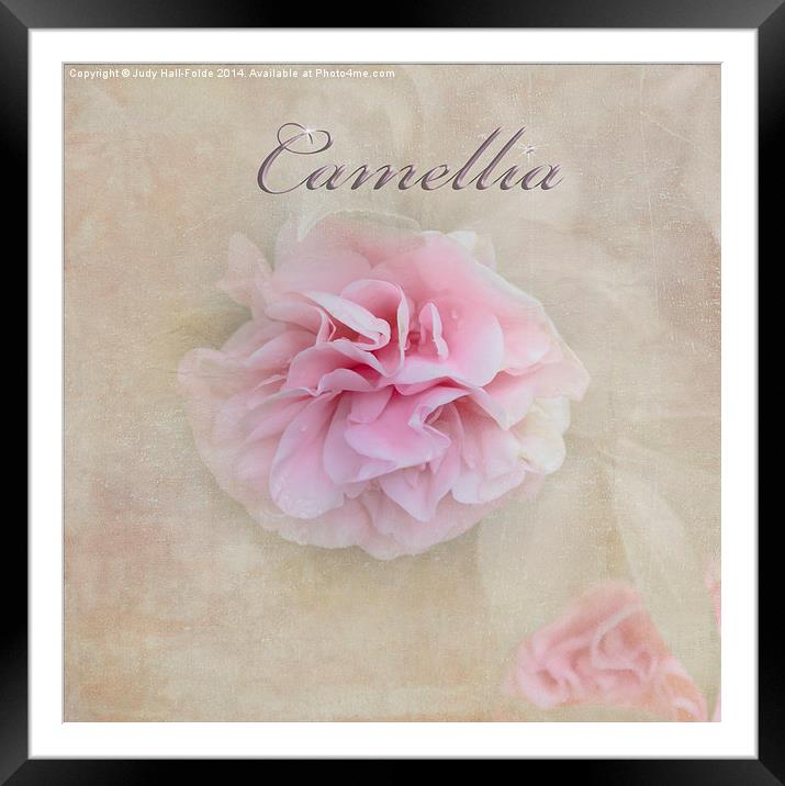  Camellia Framed Mounted Print by Judy Hall-Folde
