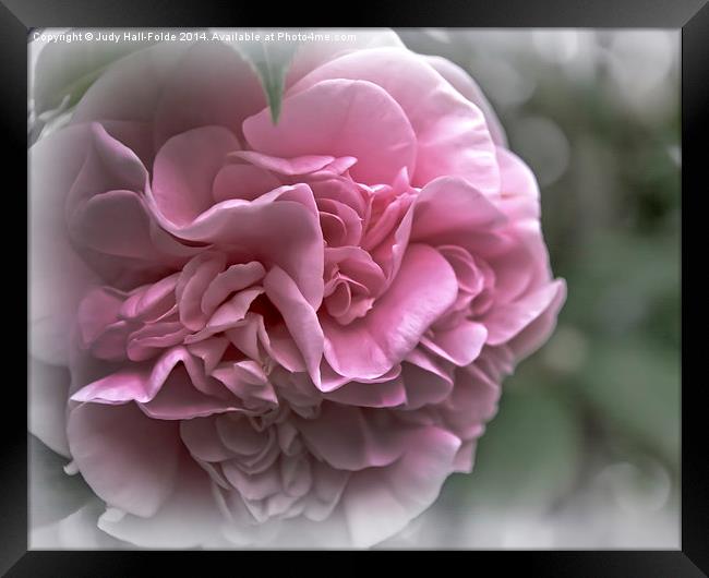  Soft Pink Camellia Framed Print by Judy Hall-Folde