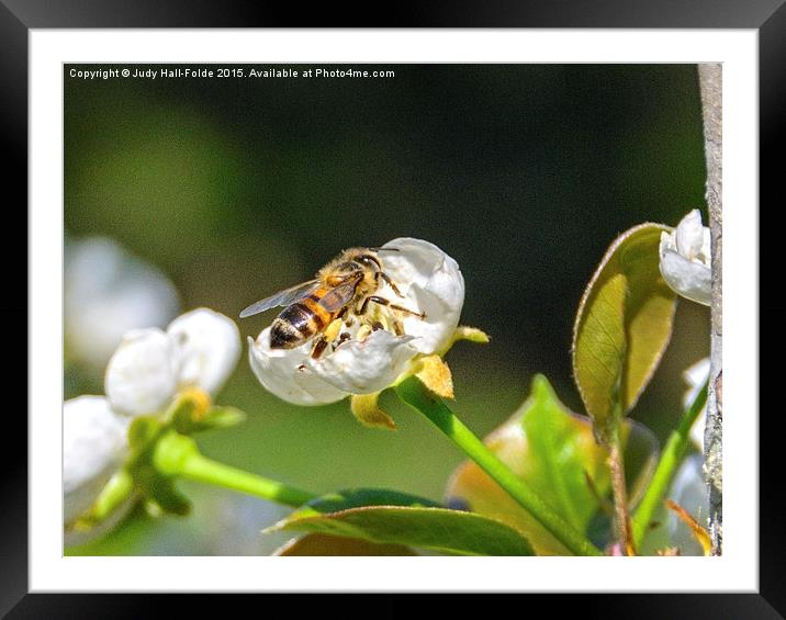  Honey Bee Framed Mounted Print by Judy Hall-Folde