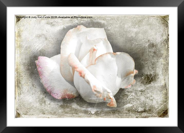  Rustic Rose Framed Mounted Print by Judy Hall-Folde