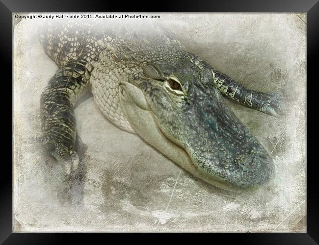  Real Live Gator Framed Print by Judy Hall-Folde