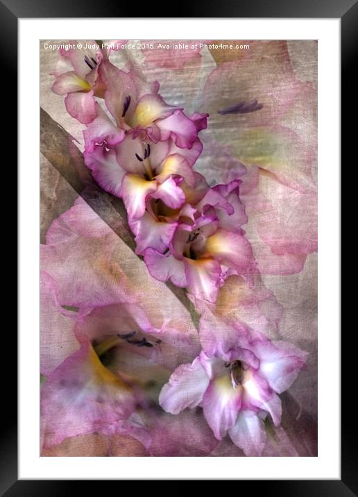  Pink Glads Framed Mounted Print by Judy Hall-Folde