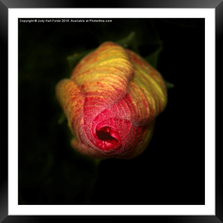  Hibiscus Bud Framed Mounted Print by Judy Hall-Folde