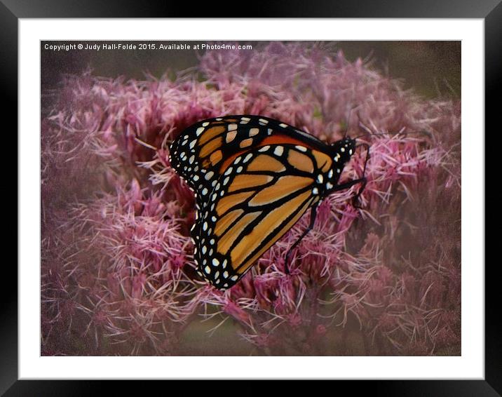  Orange Monarch Framed Mounted Print by Judy Hall-Folde