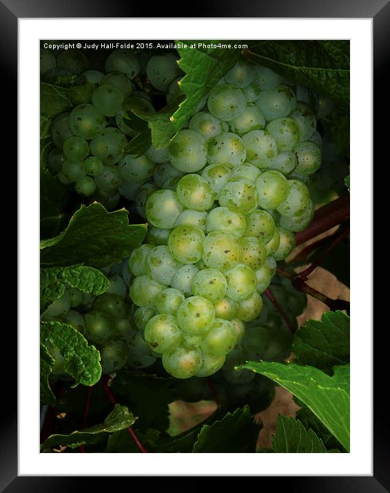  Waiting for the Harvest Framed Mounted Print by Judy Hall-Folde