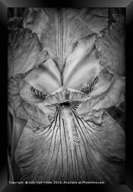 Eye of the Iris Framed Print by Judy Hall-Folde