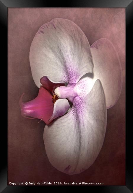 Exotic Orchid Framed Print by Judy Hall-Folde