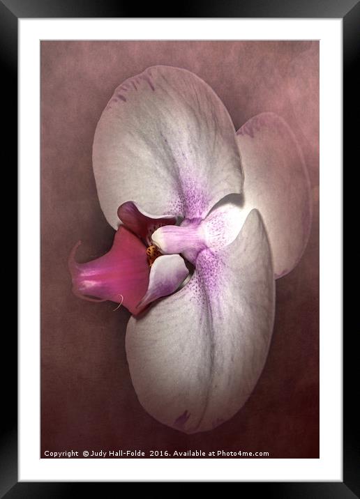 Exotic Orchid Framed Mounted Print by Judy Hall-Folde